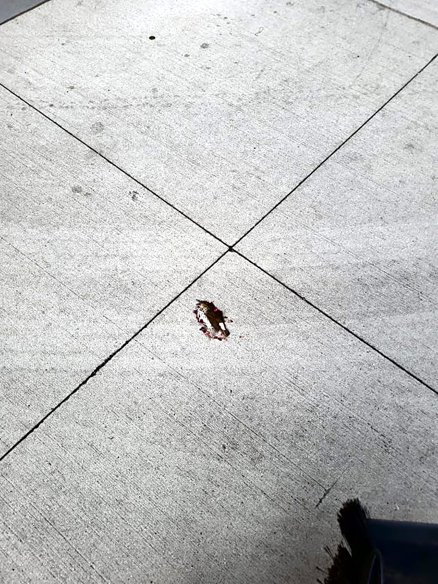 Image submitted with report