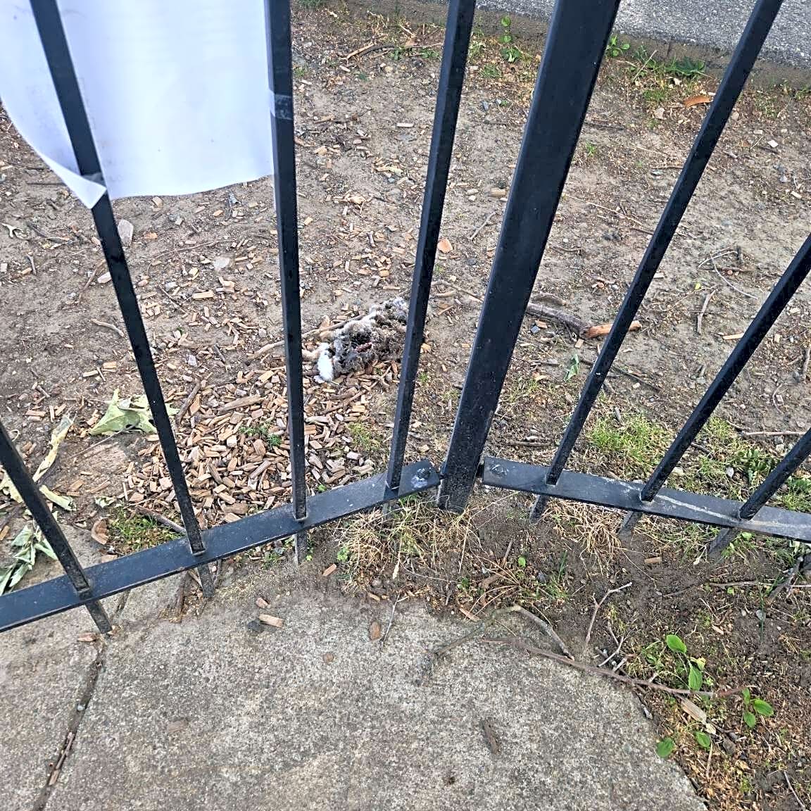 Image submitted with report