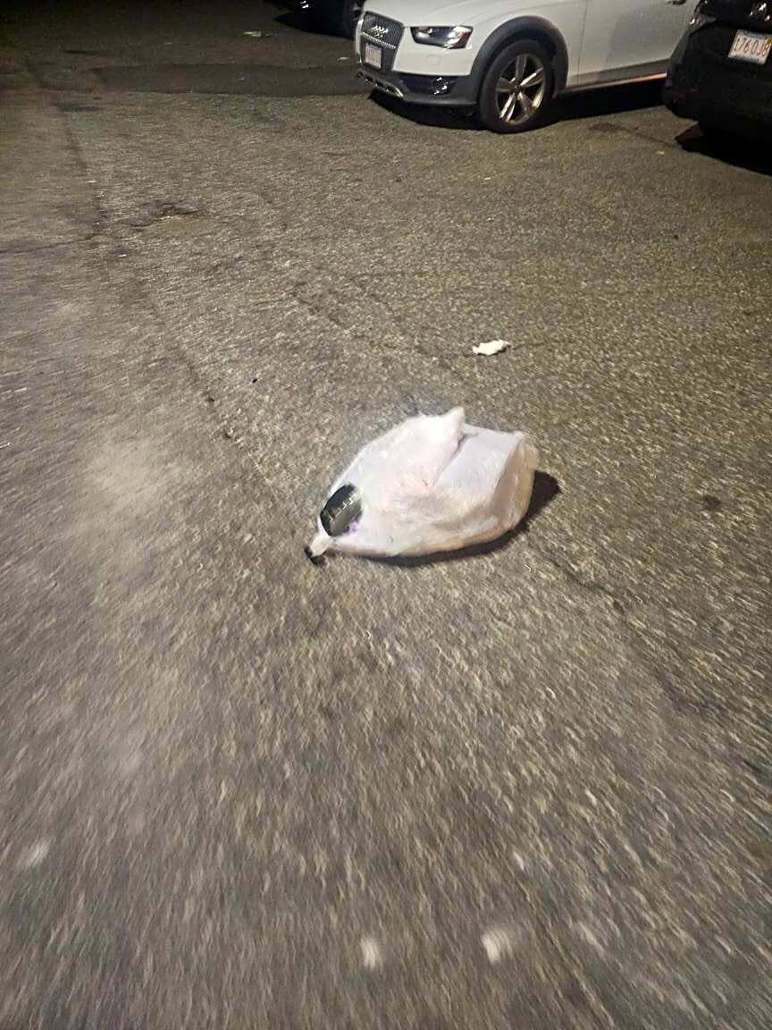 Image submitted with report