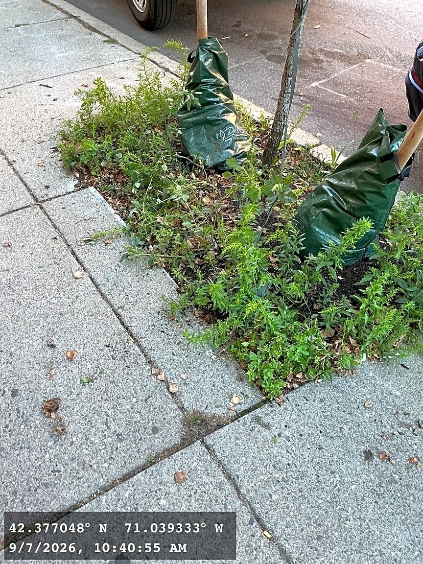 Image submitted with report