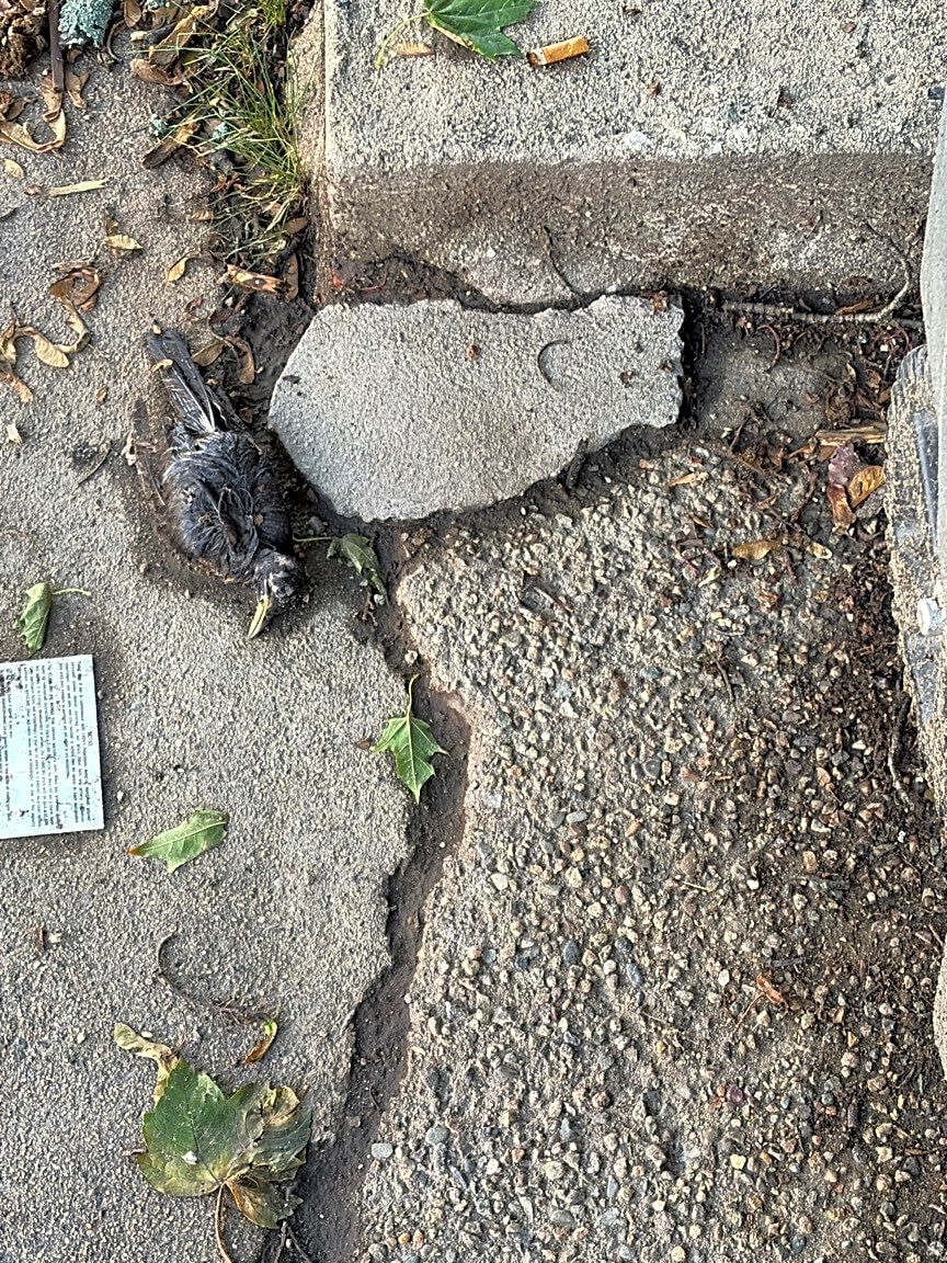 Image submitted with report