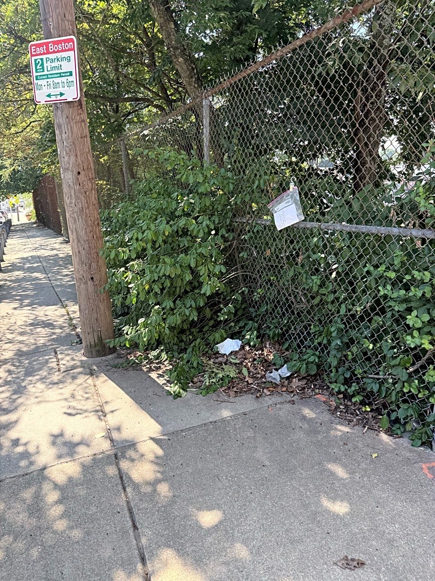 Image submitted with report
