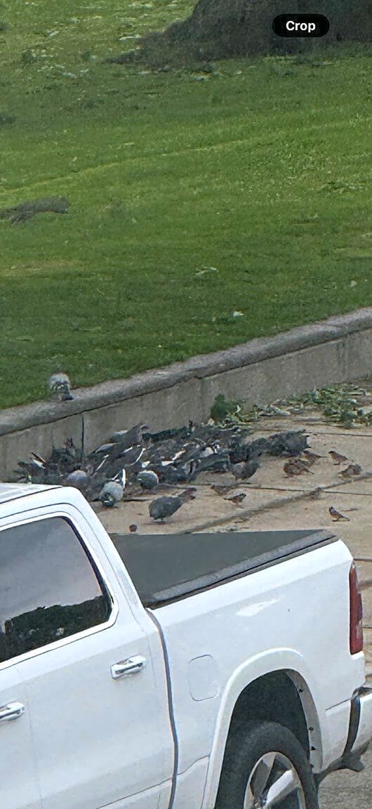 Image submitted with report