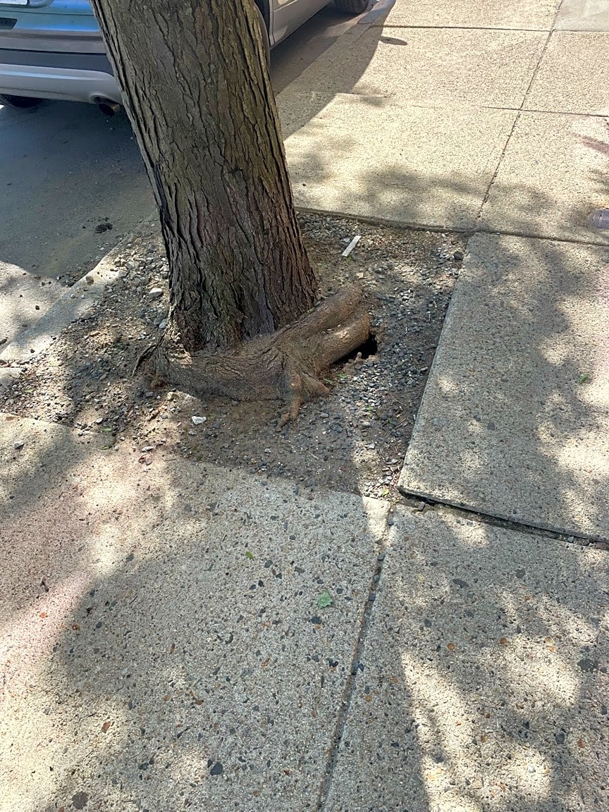 Image submitted with report