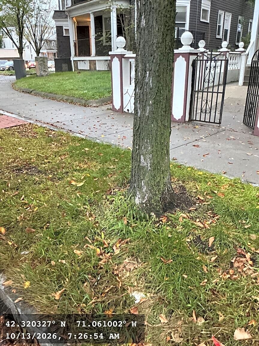 Image submitted with report