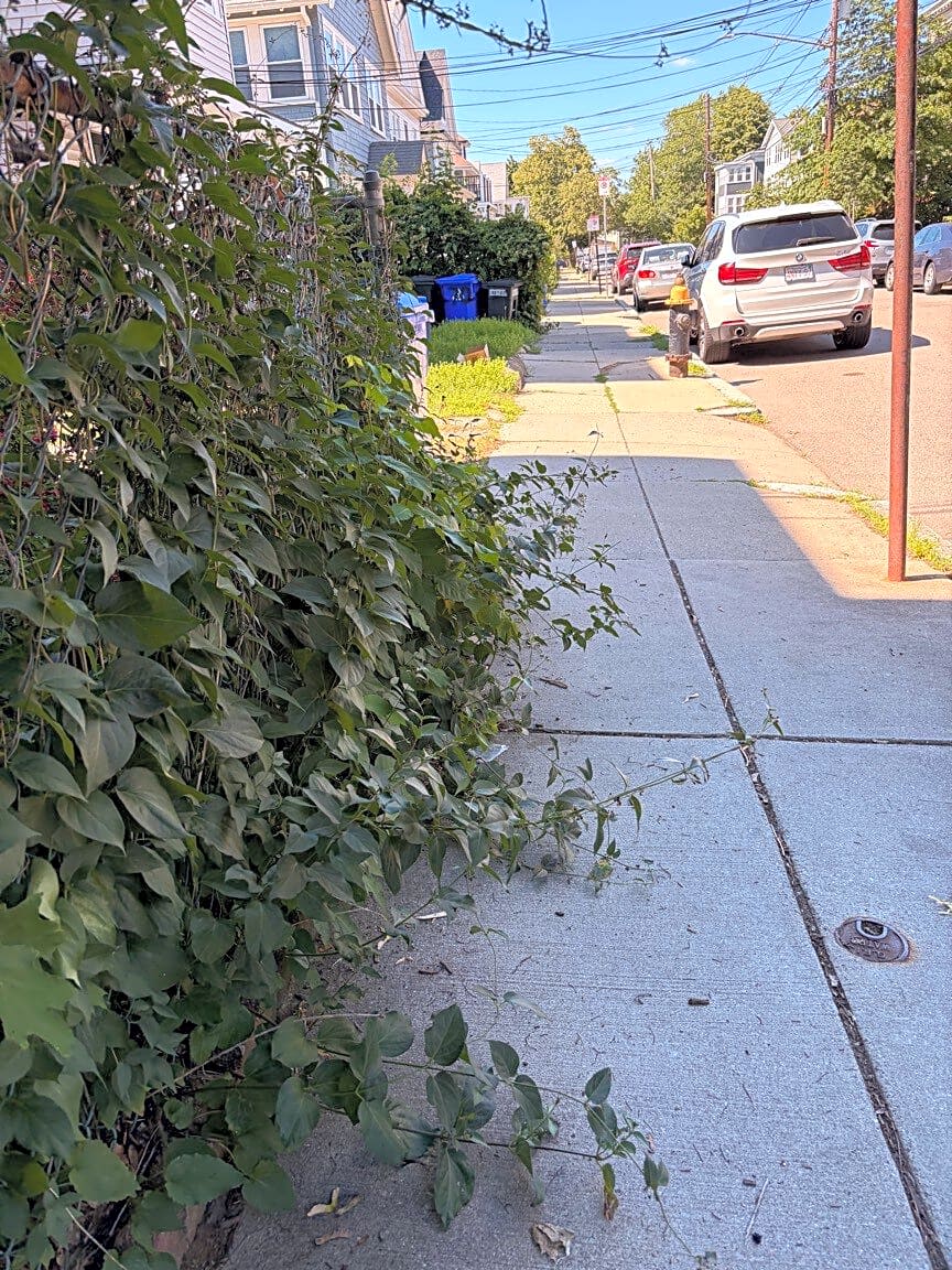 Image submitted with report