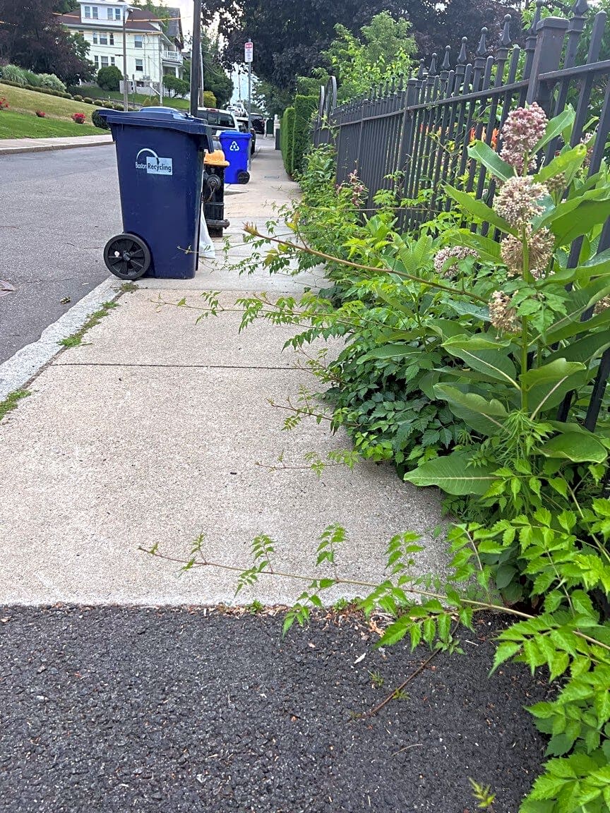 Image submitted with report