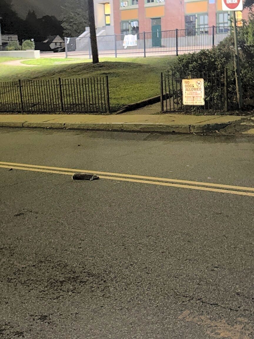 Image submitted with report