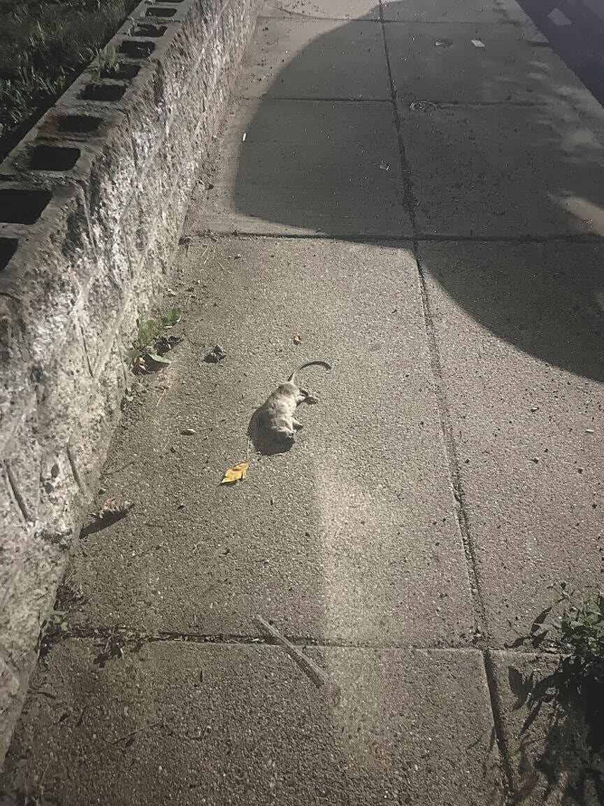 Image submitted with report