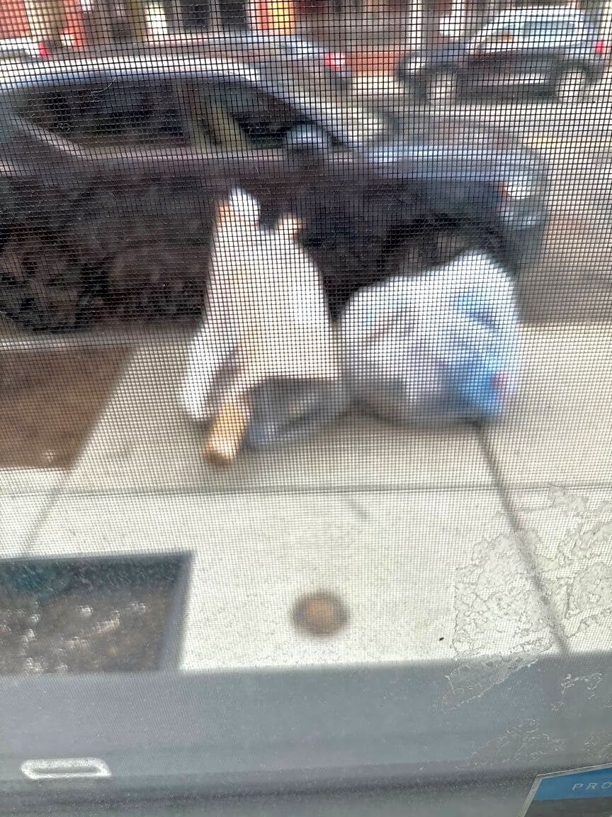 Image submitted with report