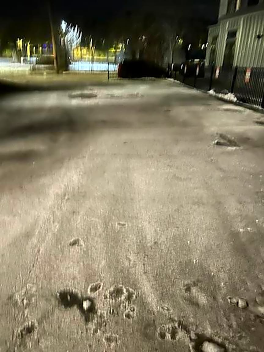 Image submitted with report