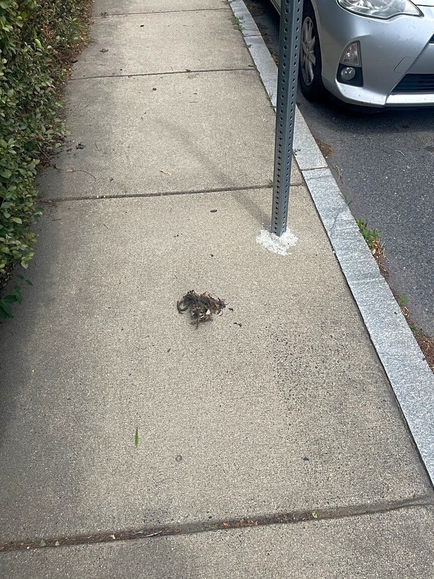 Image submitted with report