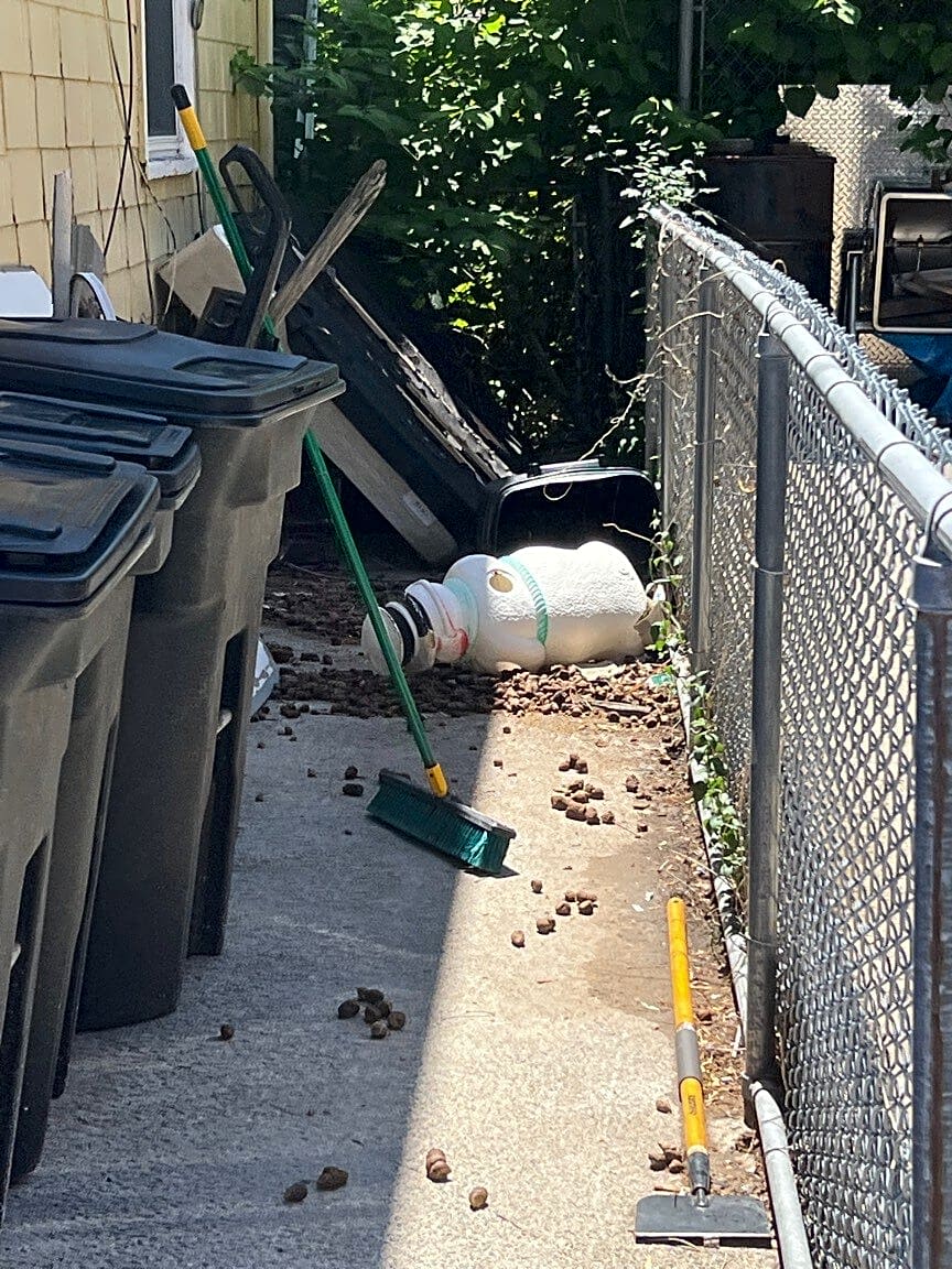 Image submitted with report