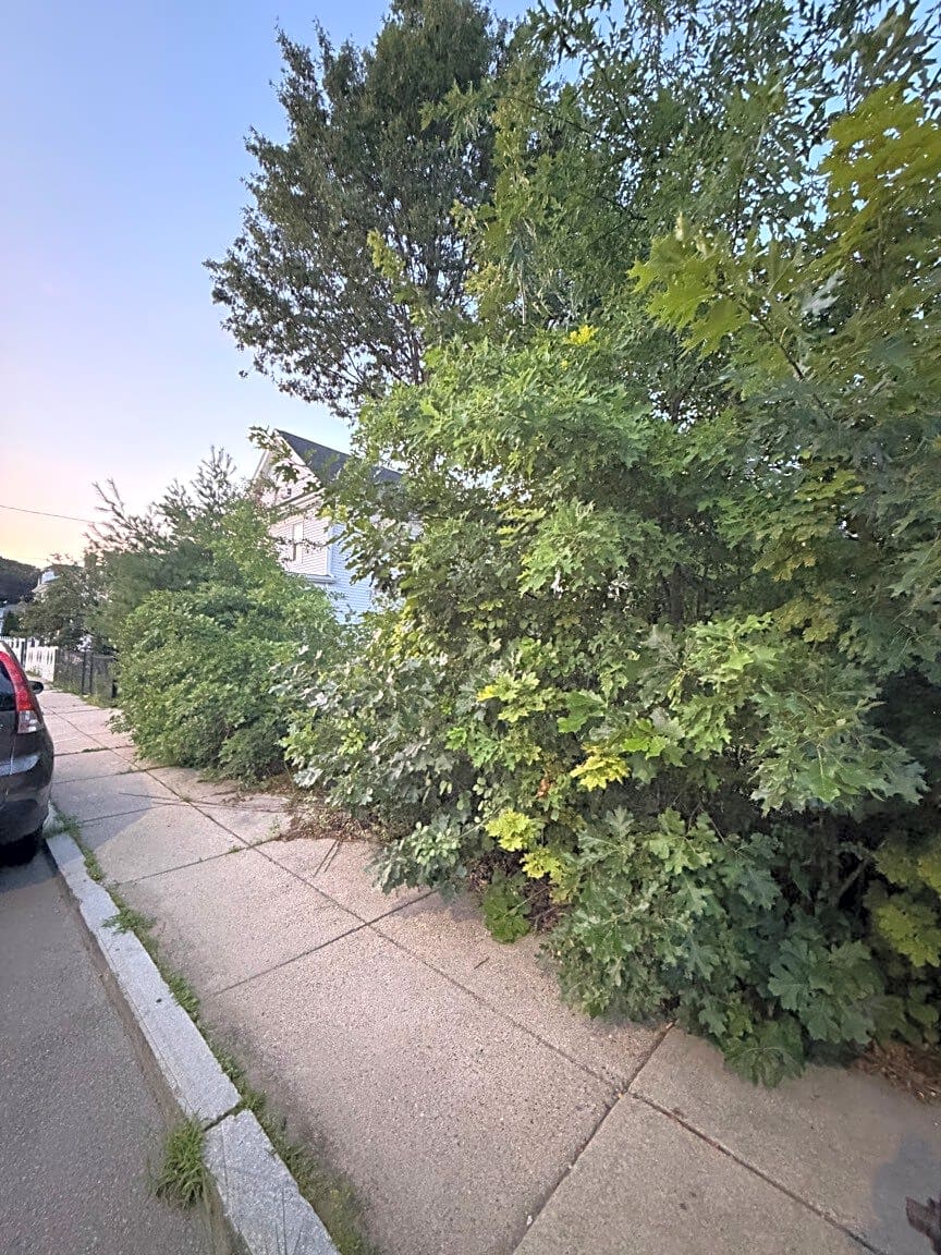 Image submitted with report
