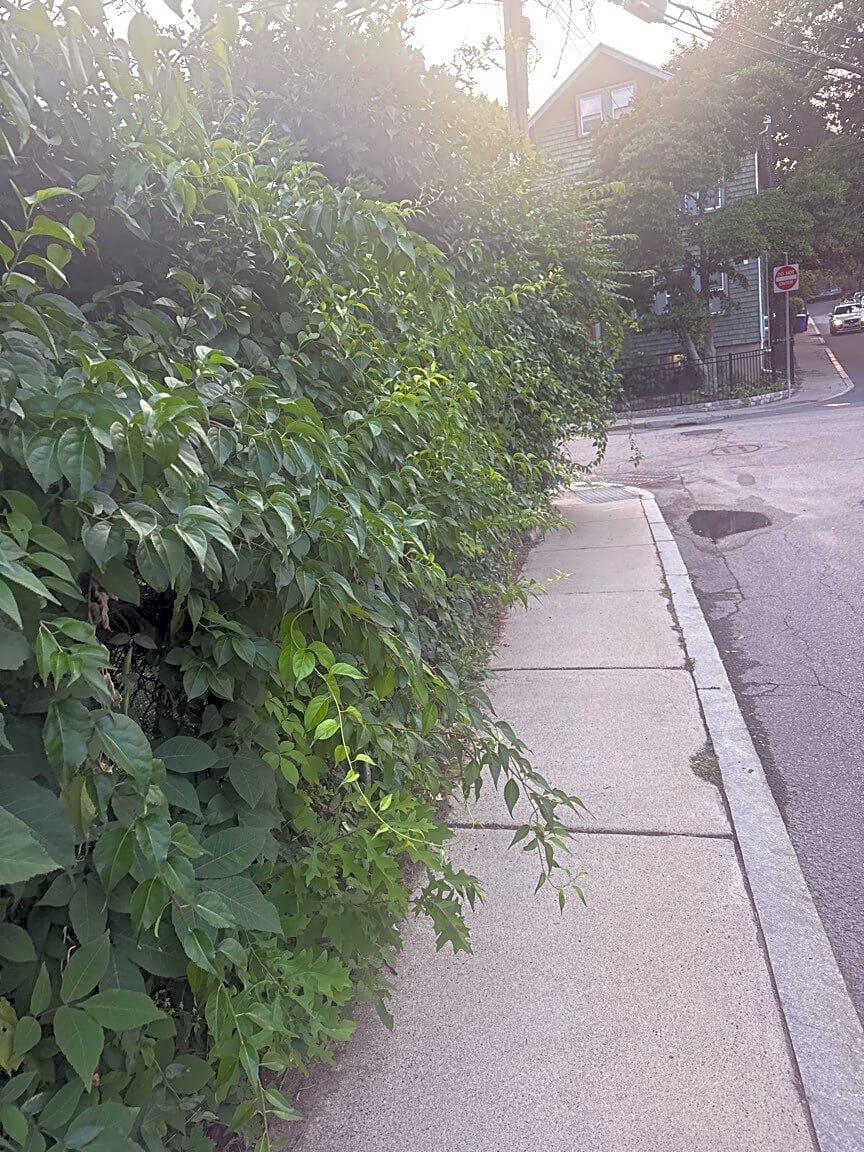 Image submitted with report