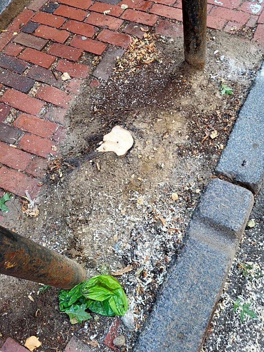 Image submitted with report