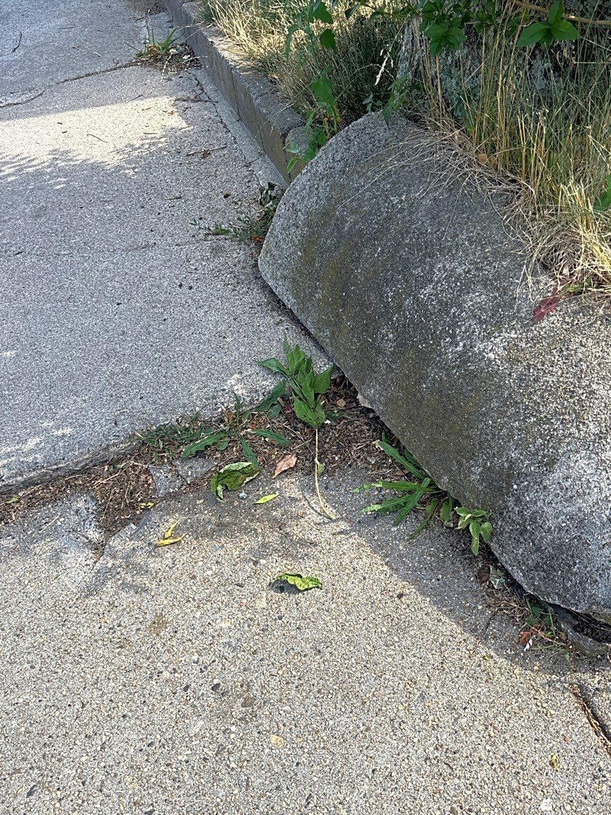 Image submitted with report
