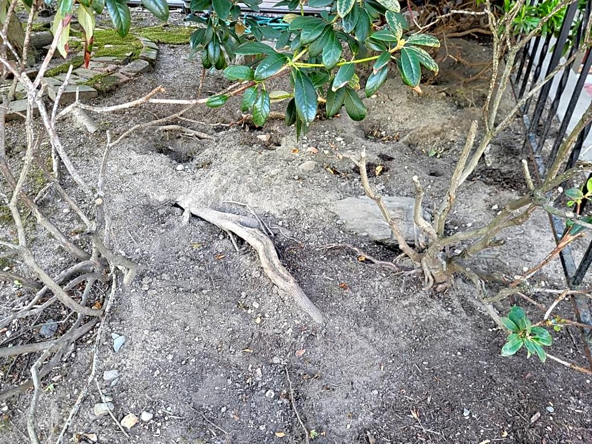 Image submitted with report