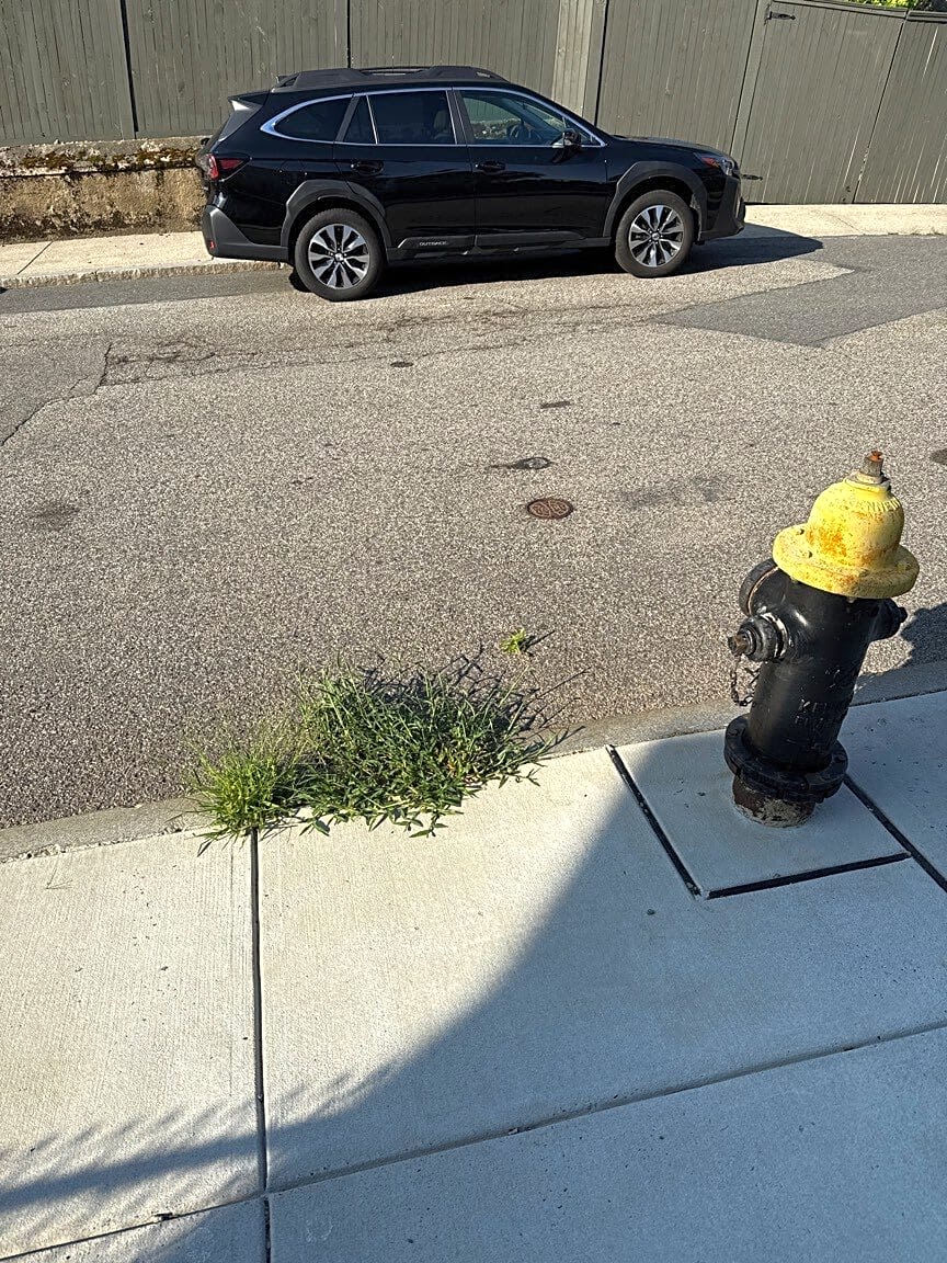Image submitted with report