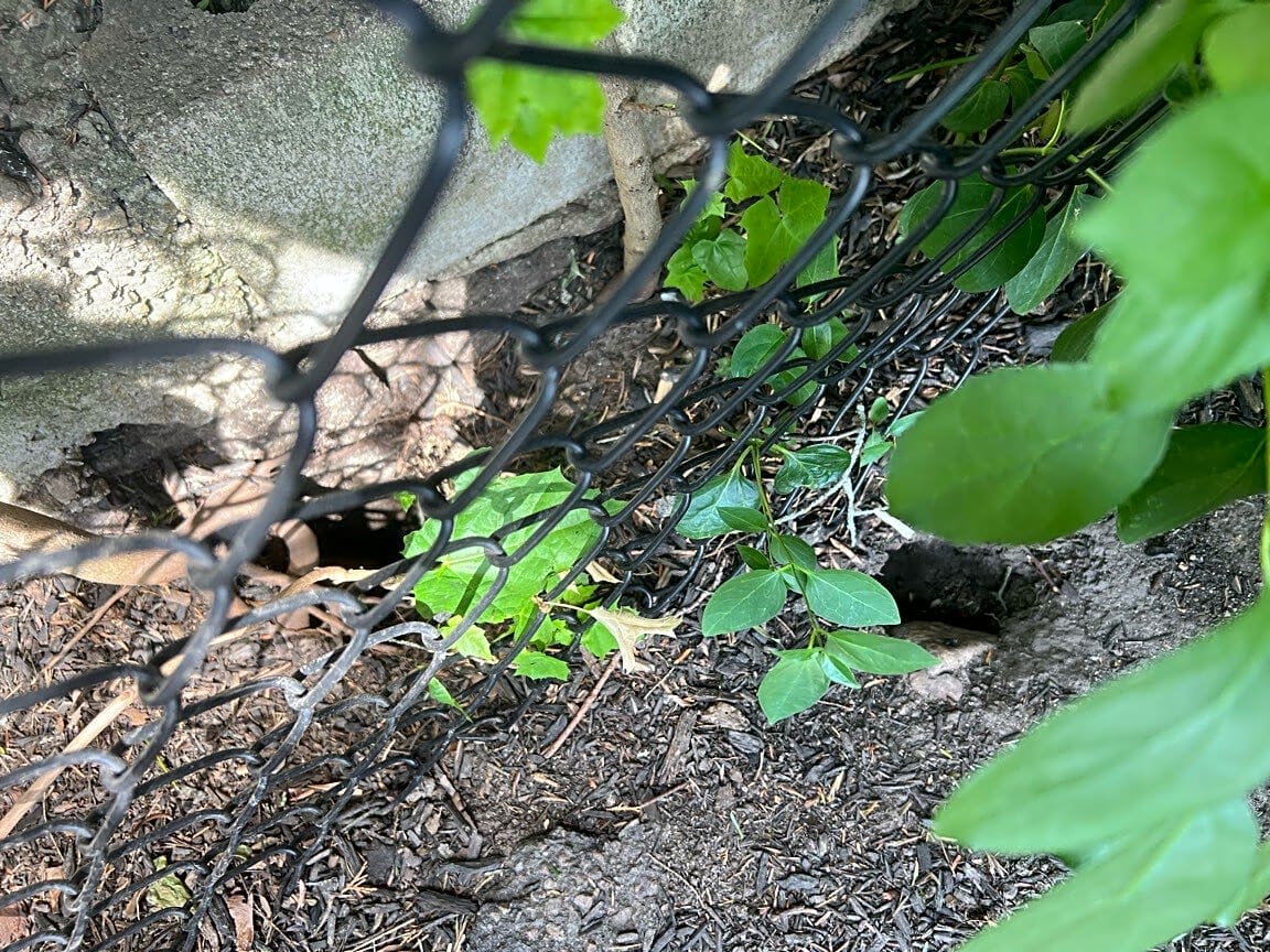 Image submitted with report