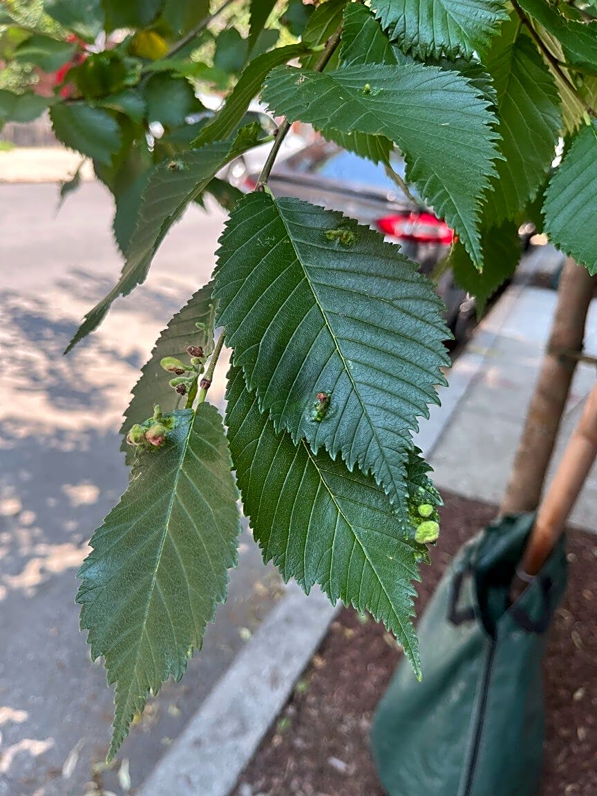 Image submitted with report