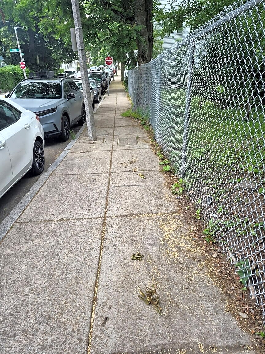 Image submitted with report