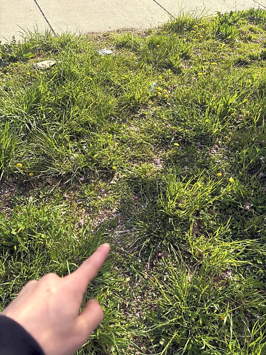 Image submitted with report