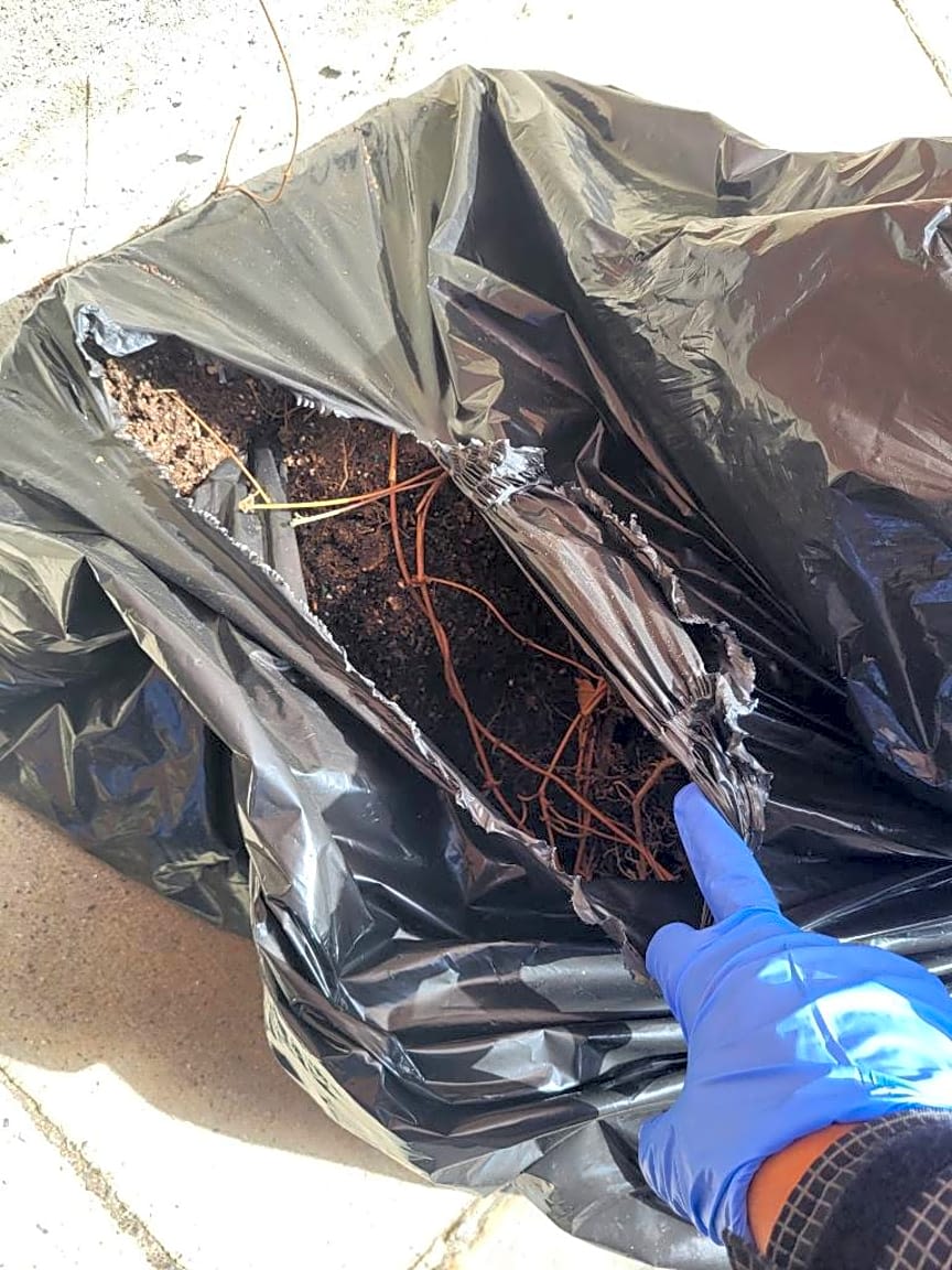Image submitted with report