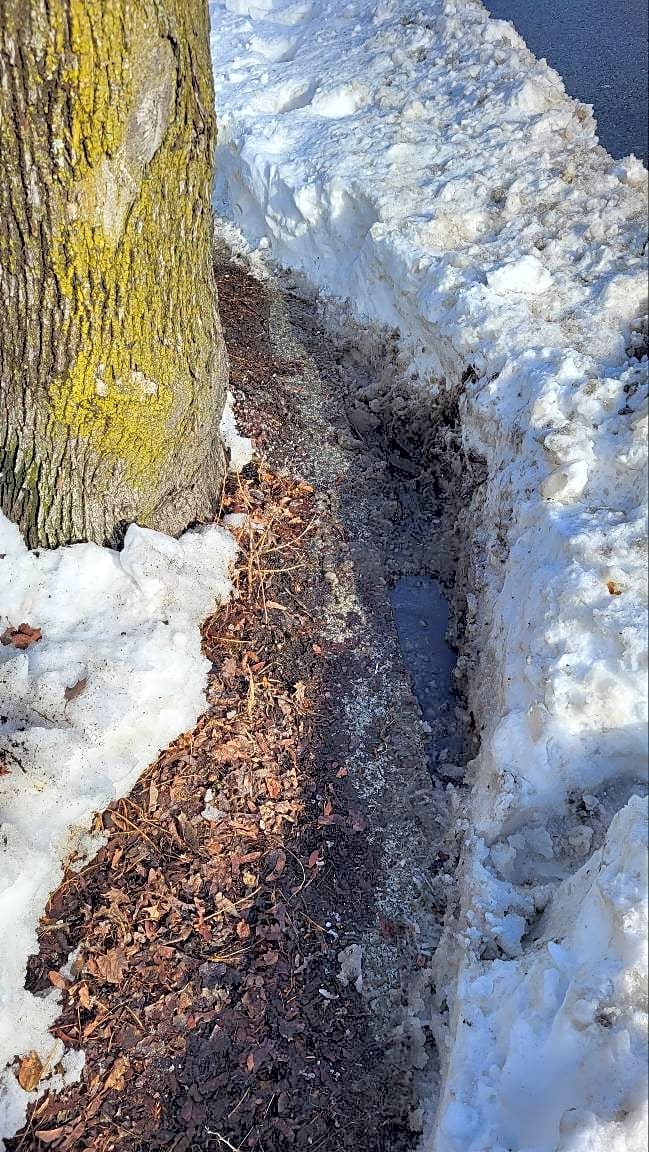 Image submitted with report