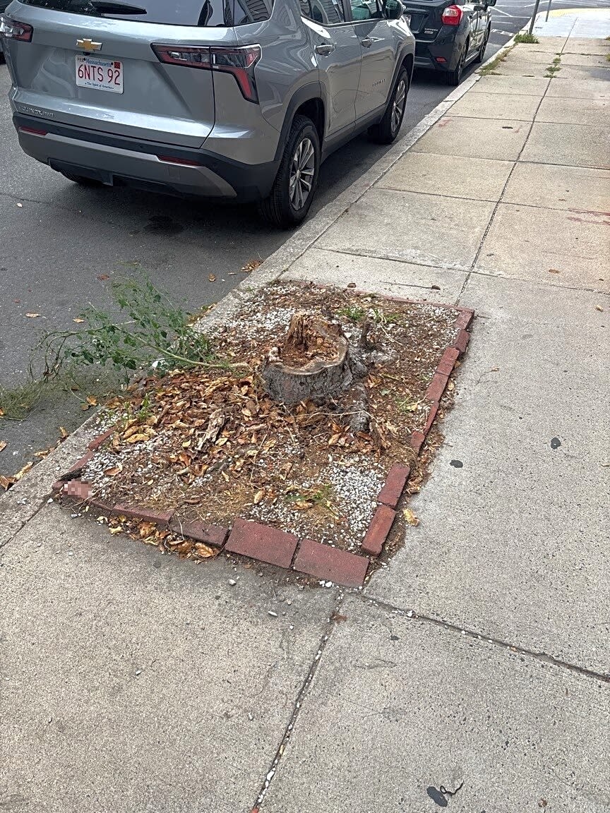 Image submitted with report