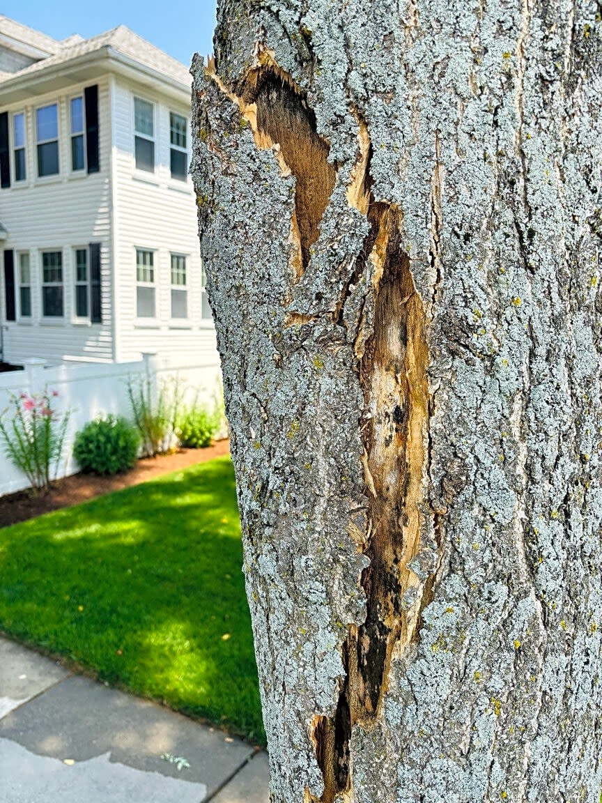 Image submitted with report