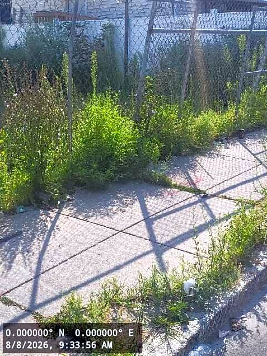 Image submitted with report