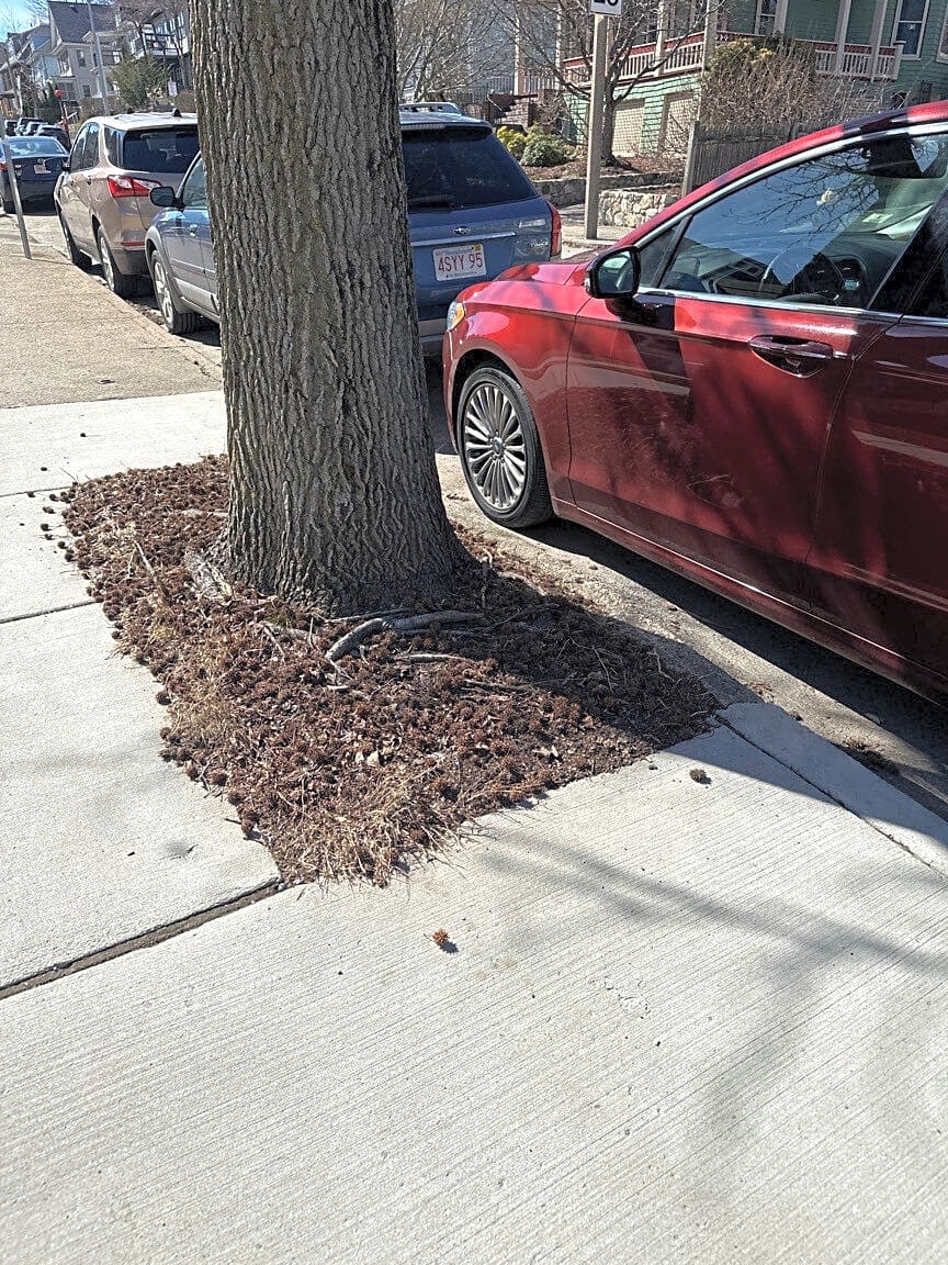 Image submitted with report