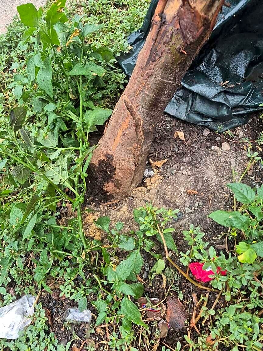 Image submitted with report