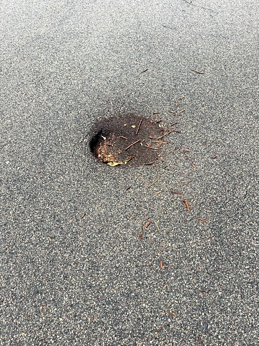 Image submitted with report