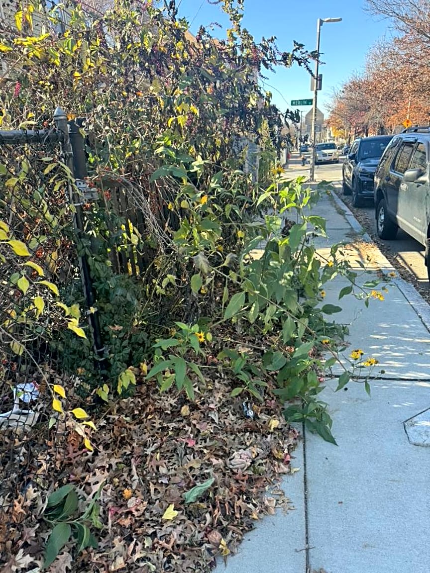 Image submitted with report