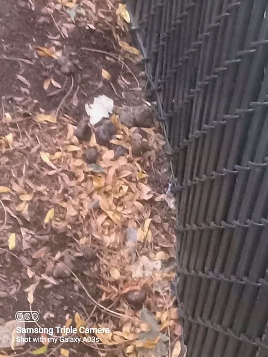 Image submitted with report