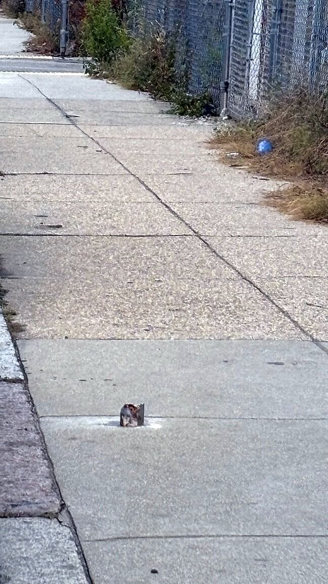 Image submitted with report