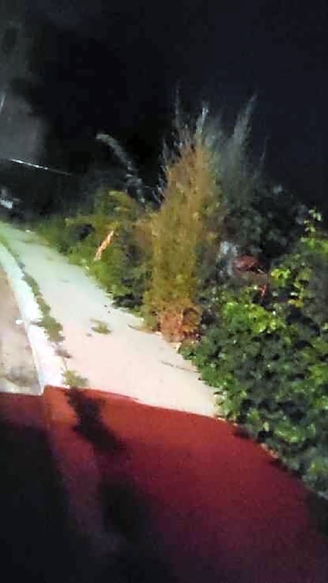 Image submitted with report