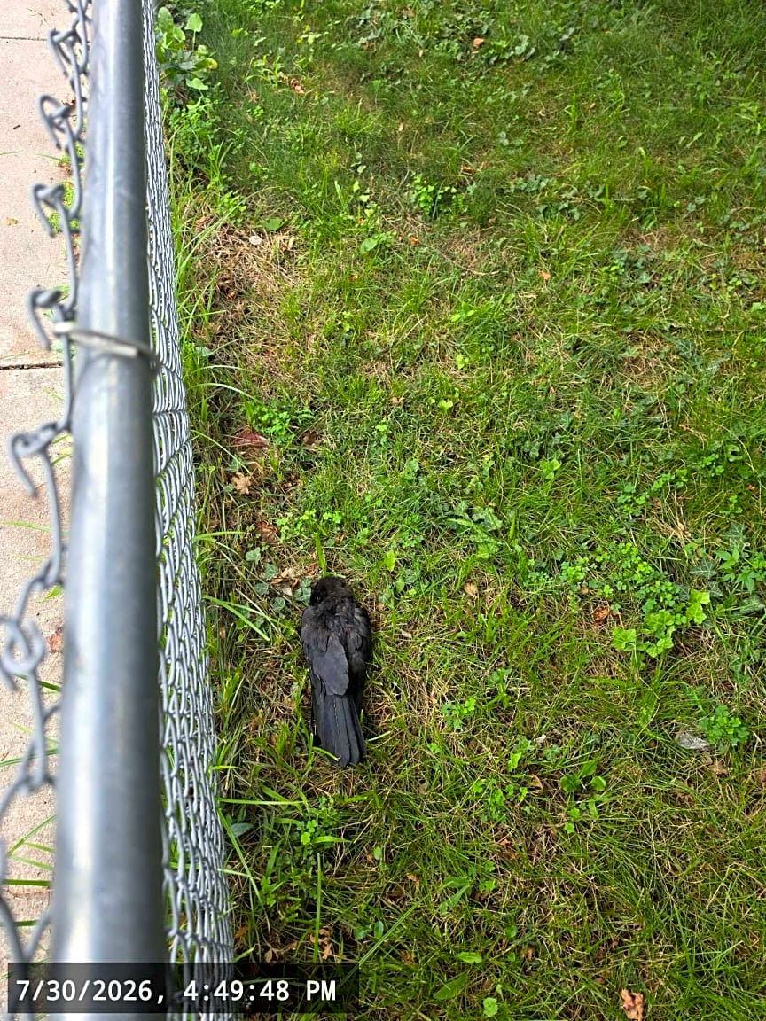Image submitted with report