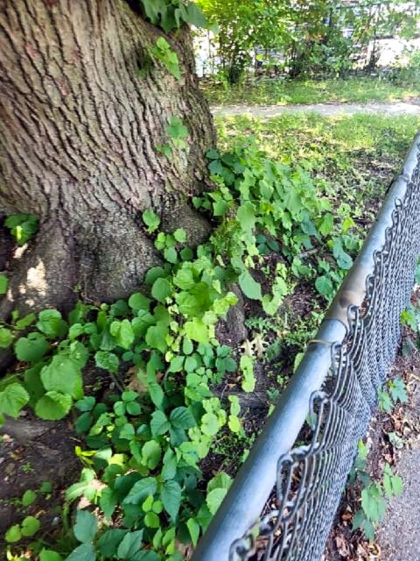 Image submitted with report