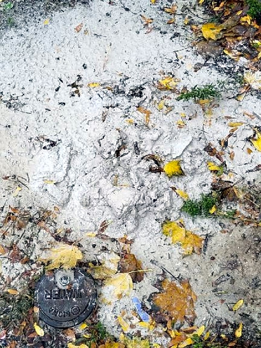 Image submitted with report