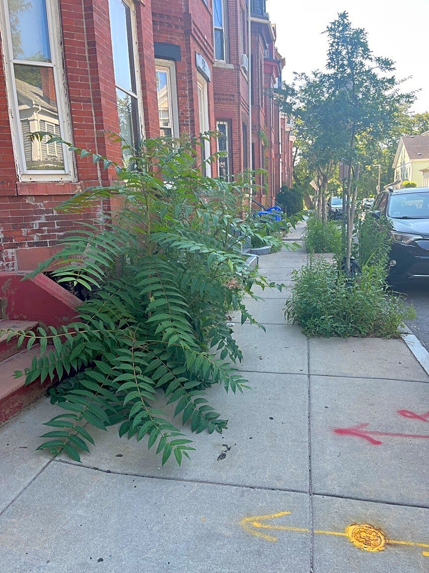 Image submitted with report