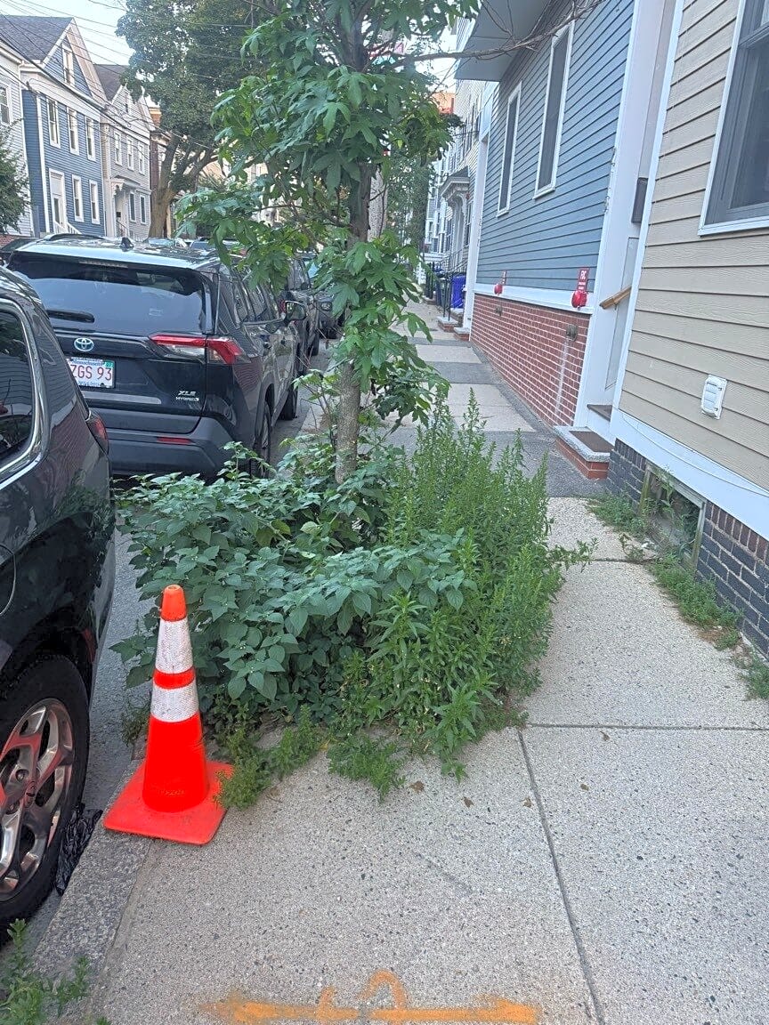 Image submitted with report