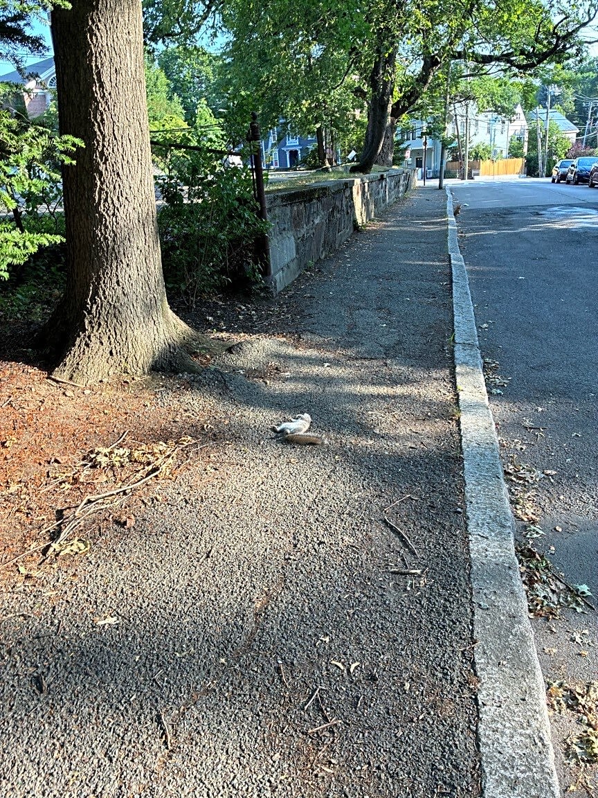 Image submitted with report