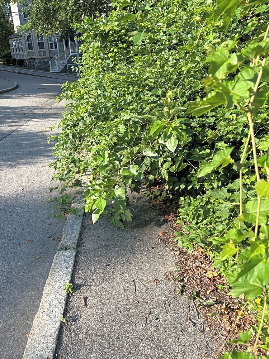Image submitted with report