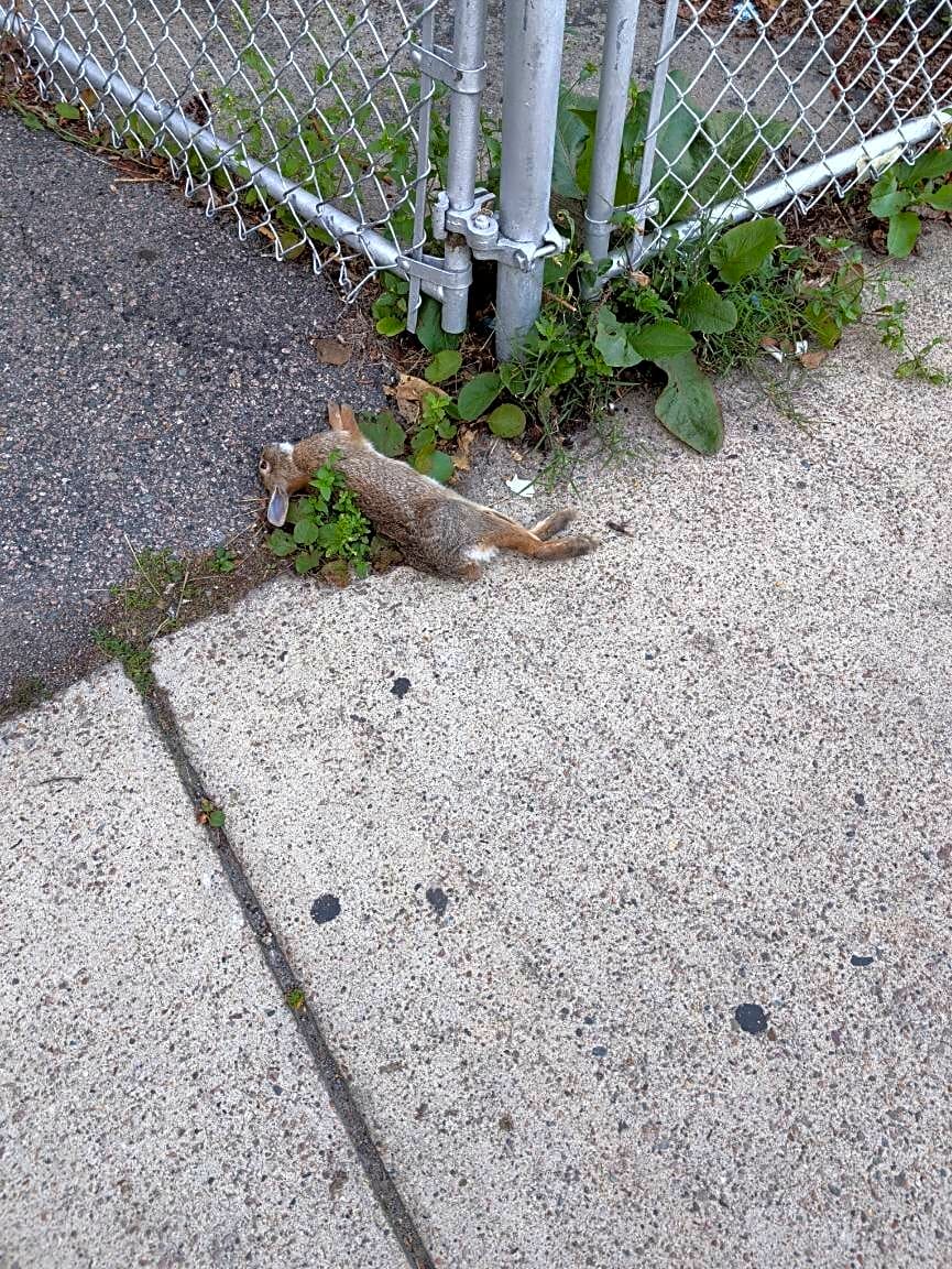 Image submitted with report