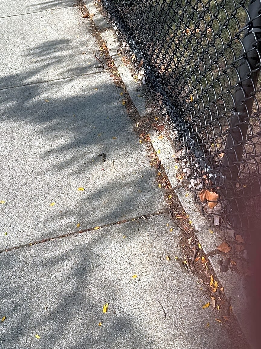 Image submitted with report
