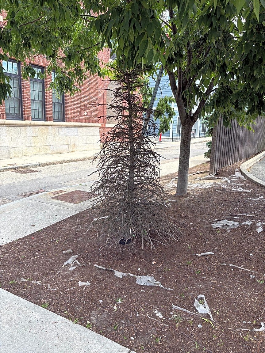 Image submitted with report