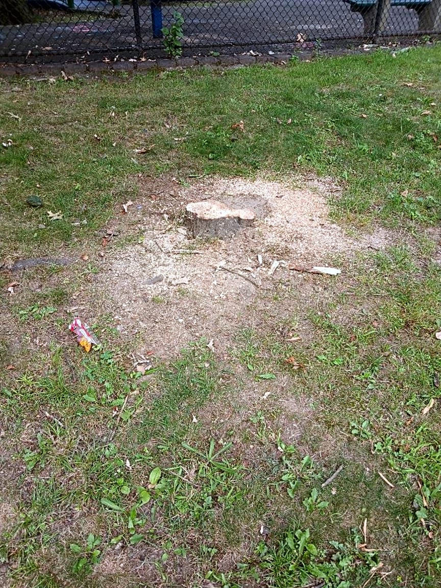 Image submitted with report